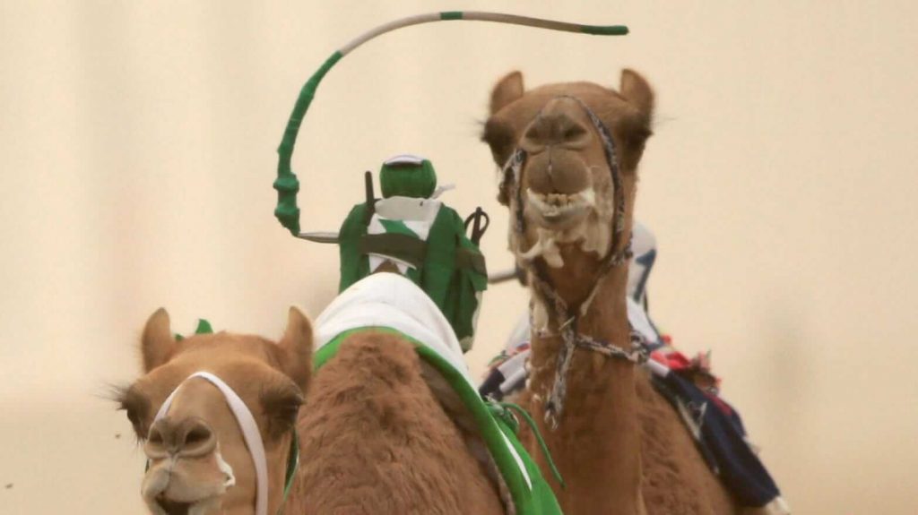Robot-Camel-Racing