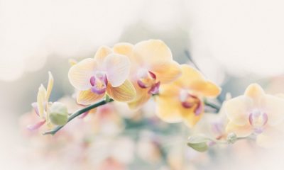 Facts about orchids